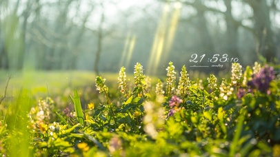 4k春天的花朵在丛林里