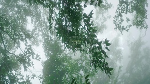 4k 夏雨