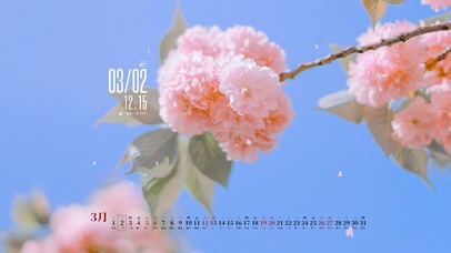 4K唯美治愈樱花-真实时间日历
