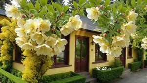 屋前黄花