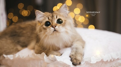 4K-治愈奶萌踩奶小猫萌爆！