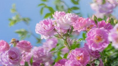 4K唯美治愈盛开的蔷薇