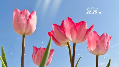 4k蓝天唯美郁金香风景