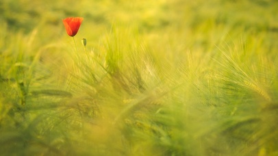 野外随风摇动的小花