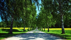 阳光绿树