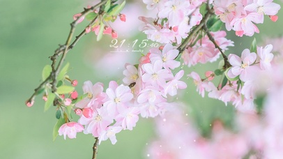 治愈唯美樱花绽放