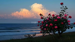 海边玫瑰花