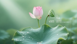 夏日荷塘