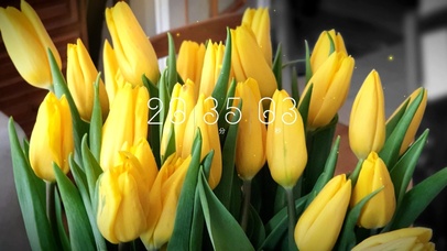 简约清新郁金香壁纸