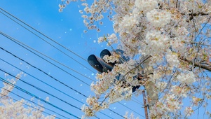 白色樱花飘落