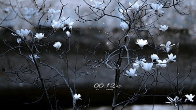 4K治愈唯美玉兰花