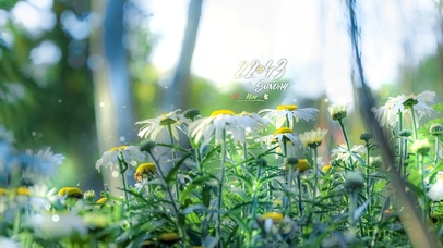 4k 治愈清新路边小雏菊