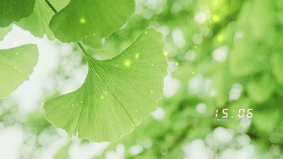 唯美治愈银杏叶