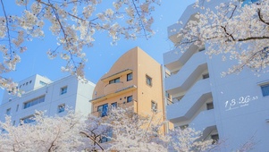 4K日系樱花学校