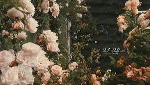 治愈唯美春意花丛