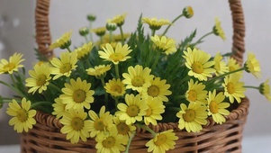 小邹菊