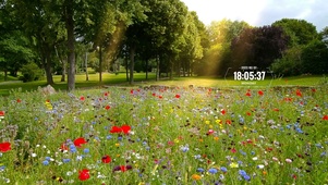花园一角