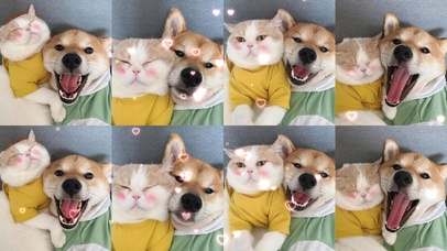 喵星人汪星人（带鼠标点击特效）