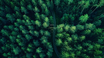 俯视下雨森林4k