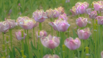 这粉嫩的郁金香啊