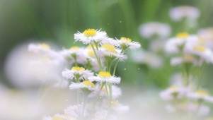 唯美白色菊花