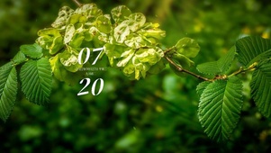 4k高清简约护眼绿植系列