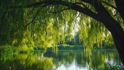 湖畔翠柳