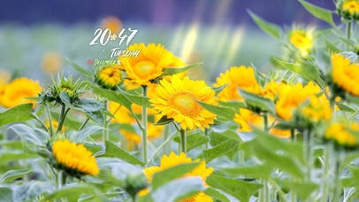 4k高清阳光向日葵风景系列