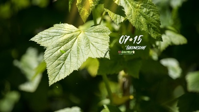 4k护眼阳光桌面