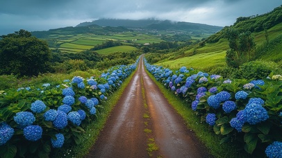治愈乡村绣球花道路