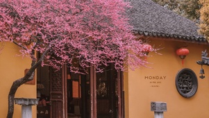 唯美寺院的梅花