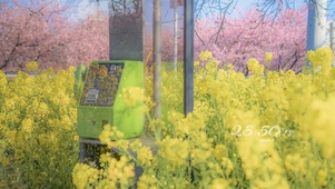油菜花田