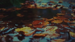 小水洼中的落叶