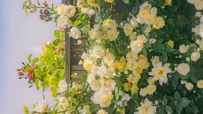 4k 治愈清新下夏日鲜花