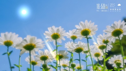 4K唯美治愈简约阳光下の小雏菊