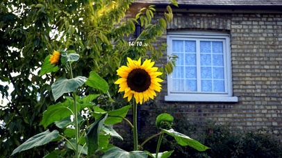 4k高清冷美向日葵