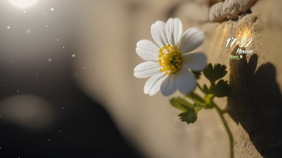 墙角唯美小白花