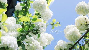 春天的绣球花