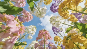 彩色花田醉了春光