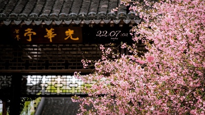 4K 春天海棠花盛开