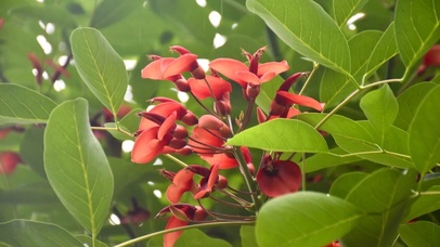 纯净而美好之花