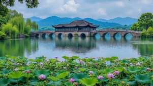 荷塘美景