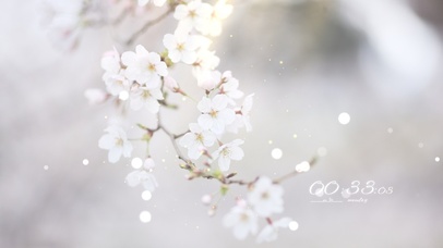 阳光下的小清新鲜花