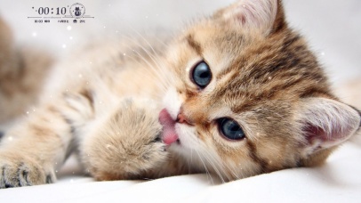 舔爪爪滴小猫咪