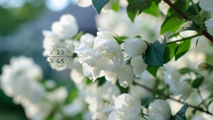 白玫瑰花绽放