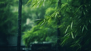 雨中竹林