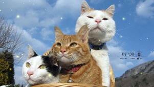 猫咪三兄弟