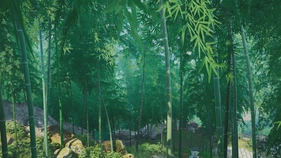 4K绿色护眼治愈竹海