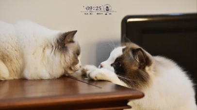 深情对视的猫咪