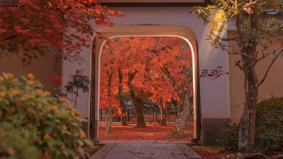 4k唯美秋叶飘落后院